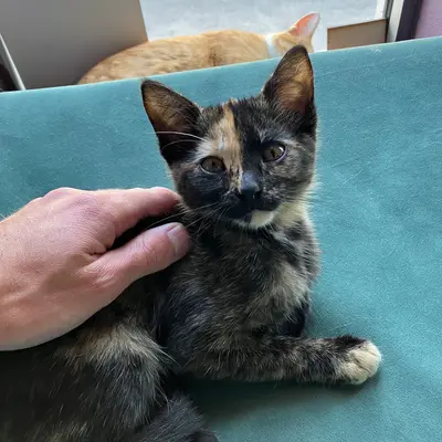 Kitty Corner Social Club